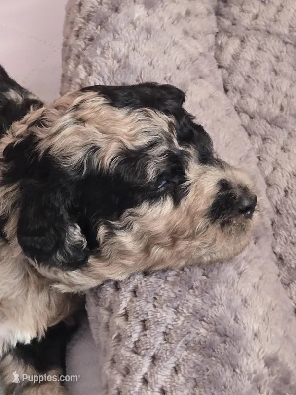 Titi – Poodle - Multi-Colored Standard puppy for sale in Miami Gardens, FL
