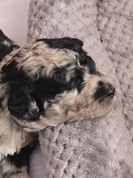 Titi, a male Poodle - Multi-Colored Standard for sale in Miami Gardens, FL – 1 of 10