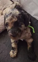 Titi, a male Poodle - Multi-Colored Standard for sale in Miami Gardens, FL – 5 of 10