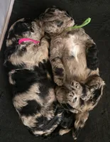Titi, a male Poodle - Multi-Colored Standard for sale in Miami Gardens, FL – 7 of 10