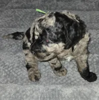 Titi, a male Poodle - Multi-Colored Standard for sale in Miami Gardens, FL – 9 of 10