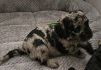 Titi, a male Poodle - Multi-Colored Standard for sale in Miami Gardens, FL – 6 of 10