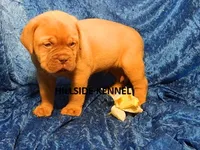 Bear, a male Dogue de Bordeaux for sale in Unionville, IA – 2 of 3