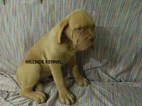 Rambo, a male Dogue de Bordeaux for sale in Unionville, IA – 2 of 5