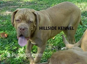 D 9 Dozer – Dogue de Bordeaux puppy for sale in Unionville, IA