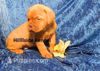 Bear – Dogue de Bordeaux puppy for sale in Unionville, IA