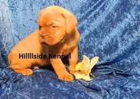 Bear, a male Dogue de Bordeaux for sale in Unionville, IA – 1 of 3