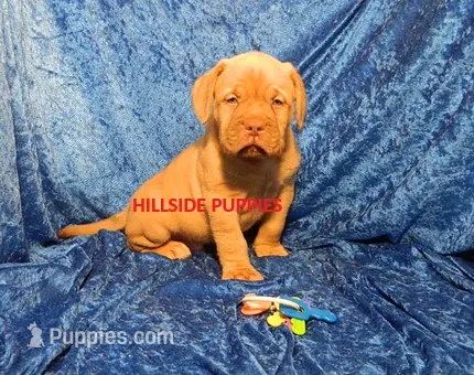 D 9 Dozer – Dogue de Bordeaux puppy for sale in Unionville, IA