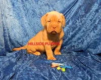 D 9 Dozer, a male Dogue de Bordeaux for sale in Unionville, IA – 1 of 3