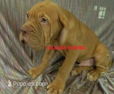 Tank – Dogue de Bordeaux puppy for sale in Unionville, IA