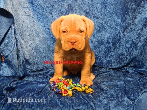 Tank – Dogue de Bordeaux puppy for sale in Unionville, IA