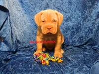 Tank, a male Dogue de Bordeaux for sale in Unionville, IA – 1 of 3