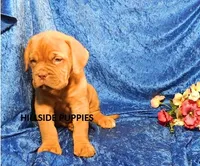 Freightliner, a male Dogue de Bordeaux for sale in Unionville, IA – 3 of 3