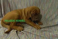Freightliner, a male Dogue de Bordeaux for sale in Unionville, IA – 2 of 5