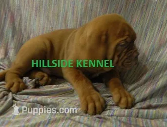 Bear – Dogue de Bordeaux puppy for sale in Unionville, IA