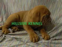 Bear, a male Dogue de Bordeaux for sale in Unionville, IA – 1 of 5