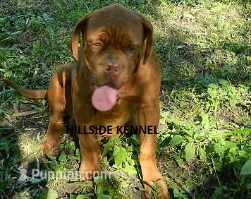 Freightliner – Dogue de Bordeaux puppy for sale in Unionville, IA