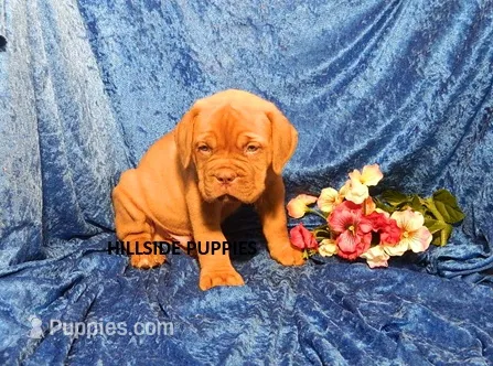 Freightliner – Dogue de Bordeaux puppy for sale in Unionville, IA