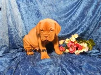 Freightliner, a male Dogue de Bordeaux for sale in Unionville, IA – 1 of 3