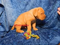 Tank, a male Dogue de Bordeaux for sale in Unionville, IA – 3 of 3