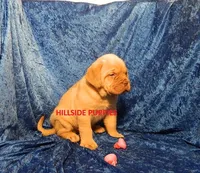 Rambo, a male Dogue de Bordeaux for sale in Unionville, IA – 2 of 3