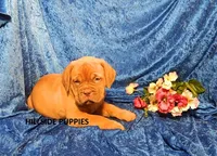 Freightliner, a male Dogue de Bordeaux for sale in Unionville, IA – 2 of 3
