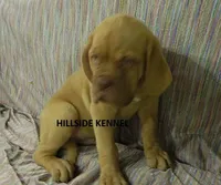 Rambo, a male Dogue de Bordeaux for sale in Unionville, IA – 1 of 5