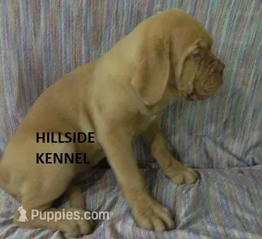 D 9 Dozer – Dogue de Bordeaux puppy for sale in Unionville, IA