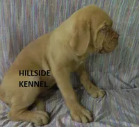 D 9 Dozer, a male Dogue de Bordeaux for sale in Unionville, IA – 1 of 5