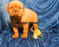 Bear, a male Dogue de Bordeaux for sale in Unionville, IA – 3 of 3