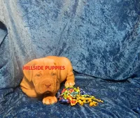 Tank, a male Dogue de Bordeaux for sale in Unionville, IA – 2 of 3