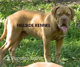 Rambo – Dogue de Bordeaux puppy for sale in Unionville, IA