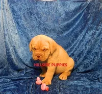 Rambo, a male Dogue de Bordeaux for sale in Unionville, IA – 3 of 3