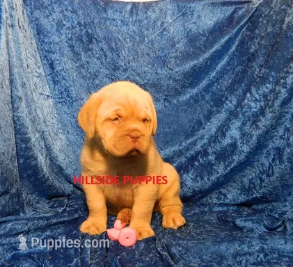 Rambo – Dogue de Bordeaux puppy for sale in Unionville, IA