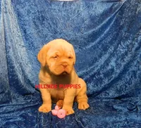 Rambo, a male Dogue de Bordeaux for sale in Unionville, IA – 1 of 3