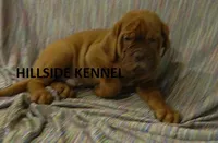 Bear, a male Dogue de Bordeaux for sale in Unionville, IA – 5 of 5
