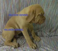 D 9 Dozer, a male Dogue de Bordeaux for sale in Unionville, IA – 2 of 5
