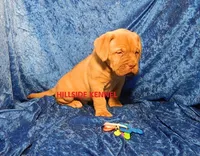 D 9 Dozer, a male Dogue de Bordeaux for sale in Unionville, IA – 2 of 3