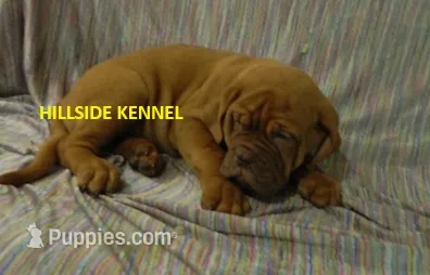 Freightliner – Dogue de Bordeaux puppy for sale in Unionville, IA