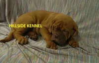 Freightliner, a male Dogue de Bordeaux for sale in Unionville, IA – 1 of 5