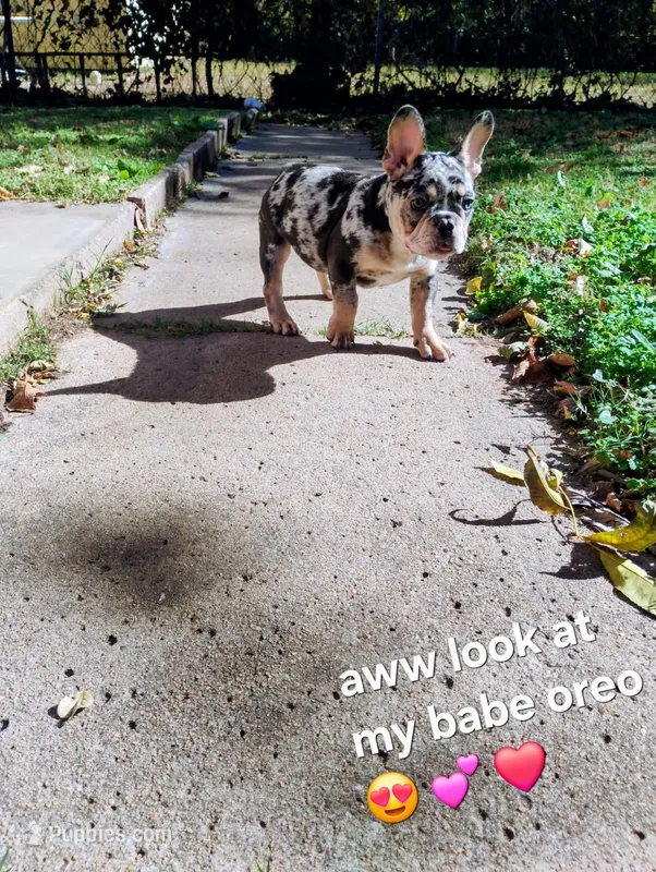 Oreo – French Bulldog puppy for sale in Oklahoma City, OK