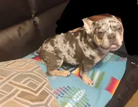 Oreo, a male French Bulldog for sale in Oklahoma City, OK – Photo 2 of 2