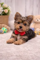 Milo, a female Yorkshire Terrier for sale in Atlanta, GA – Photo 2 of 8