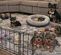 Milo, a female Yorkshire Terrier for sale in Atlanta, GA – Photo 8 of 8