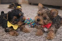 Milo, a female Yorkshire Terrier for sale in Atlanta, GA – Photo 5 of 8