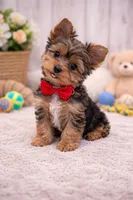 Milo, a female Yorkshire Terrier for sale in Atlanta, GA – Photo 3 of 8