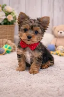 Milo, a female Yorkshire Terrier for sale in Atlanta, GA – Photo 1 of 8