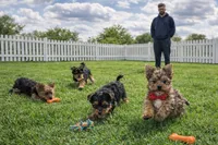 Milo, a female Yorkshire Terrier for sale in Atlanta, GA – Photo 6 of 8
