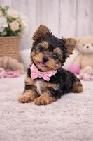 Daisy, a female Yorkshire Terrier for sale in Atlanta, GA – Photo 2 of 7