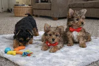 Daisy, a female Yorkshire Terrier for sale in Atlanta, GA – Photo 7 of 7